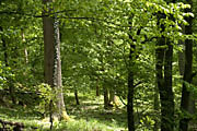 Bannwald Sommerberg