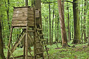 Bannwald Sommerberg