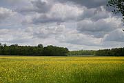 Idyllische Wiesenlandschaft im Naturschutzgebiet Unterer See