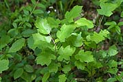 Elsbeeren Naturverj&uuml;ngung
