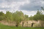 Kopfweiden im Naturschutzgebiet Unterer See