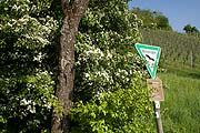 Hinweisschild an bl&uuml;henden Wei&szlig;dorn