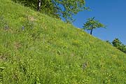Diefenbacher Mettenberg