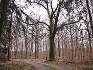 Bergleseiche