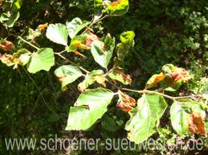 Spätfrostschaden Buche