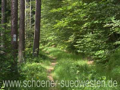 Ein eingewachsener schmaler Pfad führt an Kiefern vorbei.