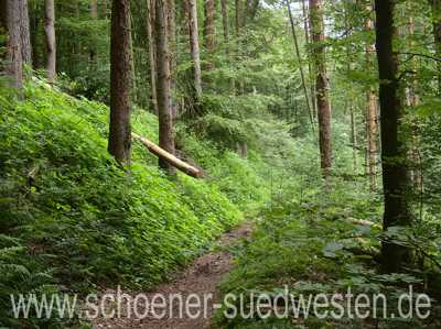 Auf der Morretal-Wanderung wandert man häufig auf schmalen Pfaden wie hier durch einen schönen Kiefernbestand.