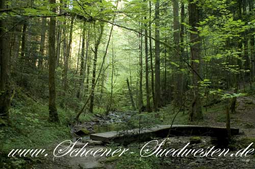 Weg durchs Trauzenbachtal.