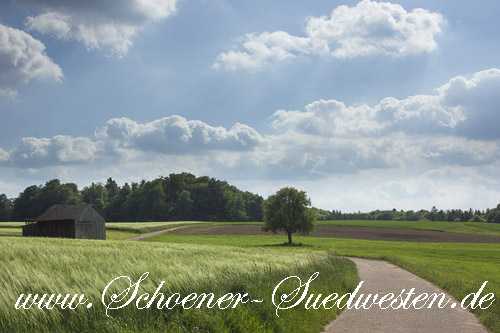 Die Wanderung führt abwechslungsreich durch Wälder, Felder und Wiesen.