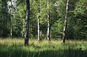 Lichter Birkenwald im NSG Entlesboden