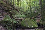 Sandsteinblöcke in der Hörschbachschlucht