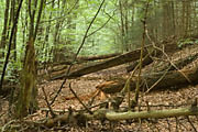 Schlecht passierbarer Weg im Bannwald Steinhäusle