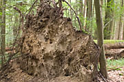 Beeindruckende Felsformationen im Bannwald Steinhäusle bei Kaisersbach