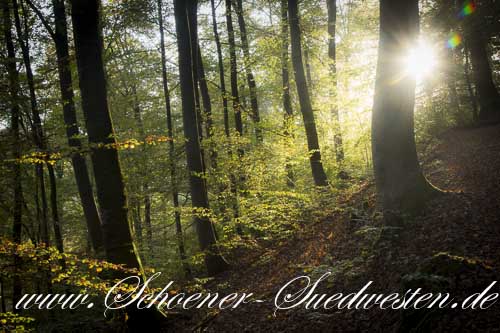 Der Albaufstieg zum Michelskäppele am frühen Morgen im Gegenlicht