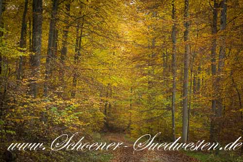 Herbst in den Wäldern auf der Alb.
