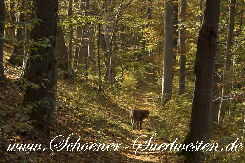 Herbstlicher Wald auf der Schwäbischen Alb.
