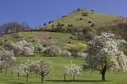 Limburg bei Weilheim - Paradies für Pflanzen und Vögel