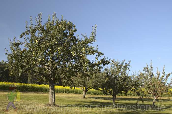 Obstwiese