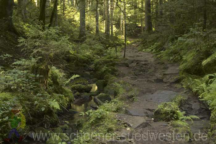 Pfad durch das Rötelbachtal