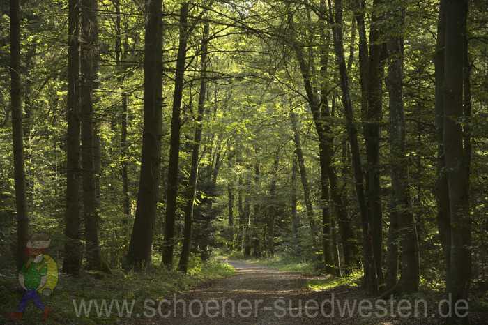 Waldweg im Herbstlicht