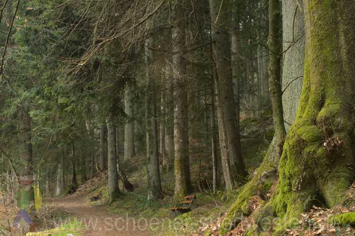 Waldweg mit Bank