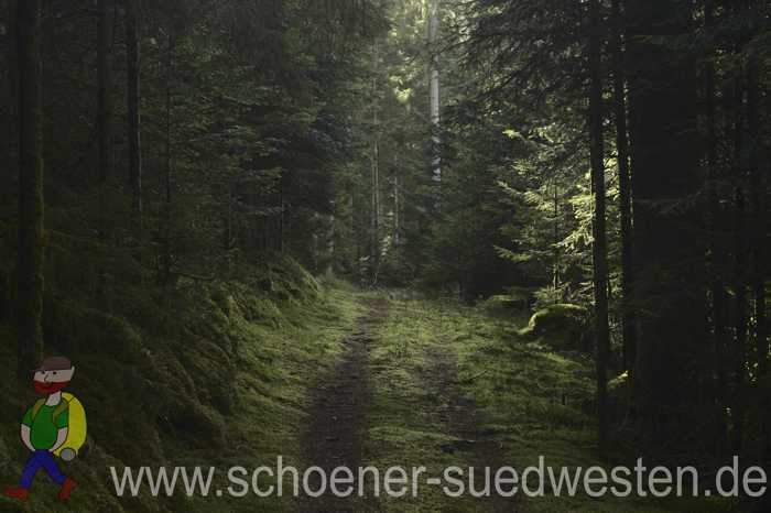 Geheimnisvoller Wald