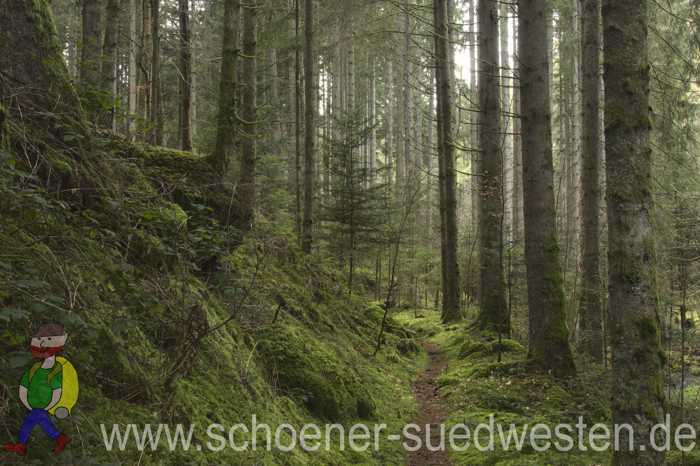 Geheimnisvoller Wald