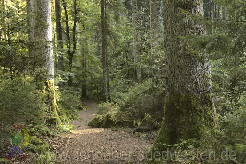 Im wildromantischen Rötelbachtal