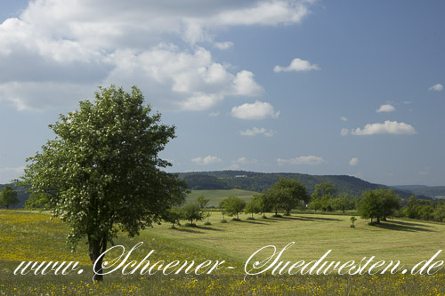 Eine herrliche Wiesenlandschaft liegt zwischen Holzbronn und Gültlingen.