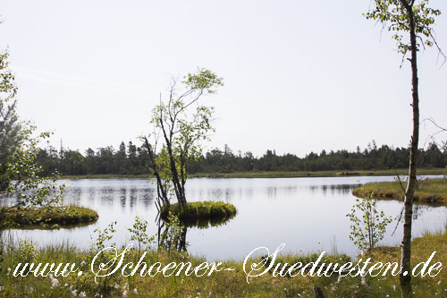 Der Wildsee am Kaltenbronn.