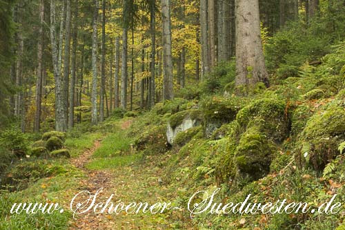 Der Heidelbeerweg führt kurz hinter Enzklösterle durch ein Felsenmeer rauf auf den Schöllkopf.