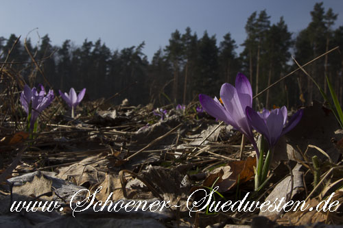 Frühlings Krokus (Crocus napolitanus).