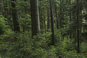 Wald