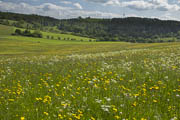 Wiesen bei Holzbronn