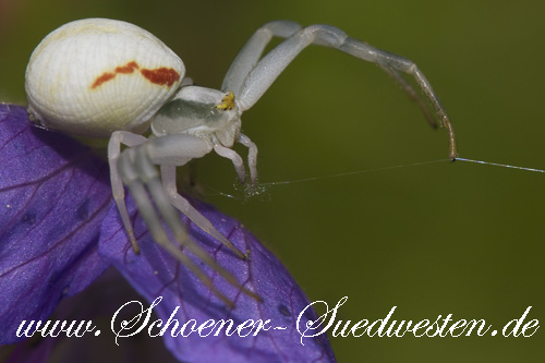 Veraenderliche Krabbenspinne Veraenderliche Krabbenspinne