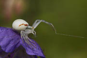 Veraenderliche Krabbenspinne Veraenderliche Krabbenspinne
