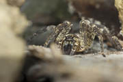Kräuseljagdspinne Kräuseljagdspinne