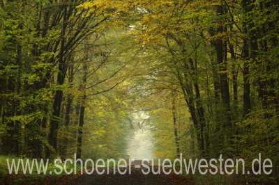 Waldweg im Herbst