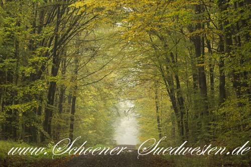 Herbstlicher Waldweg im Ebracher Forst.