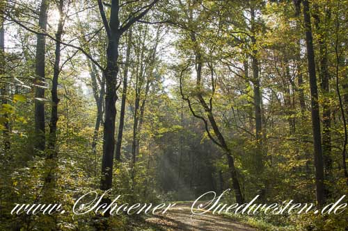 Das Lichtspiel verzaubert den Wald.