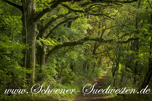 Die Wanderung führt durch wunderschöne Eichnwälder.