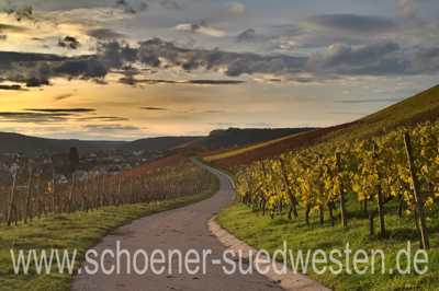 herbstlicher Weinberg im Abendlicht