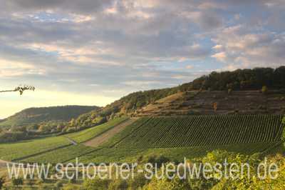 Ein Weinberg im warmen Abendlicht.