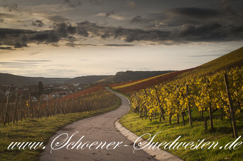 Herbstliche Weinberge im Kirbachtal bei Spielberg.