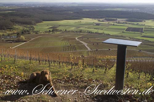 Oberhalb der Weinberge – ein Aussichtspunkt bei Horrheim.