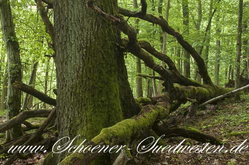 Umgestürzte Bäume – Urwald von morgen.