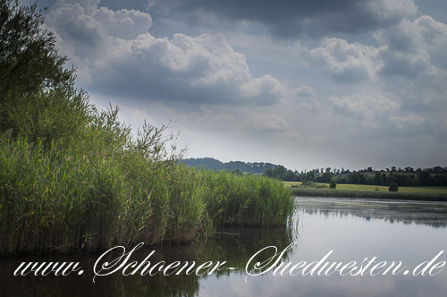 Röhrichtbestand im Naturschutzgebiet Roßweiher