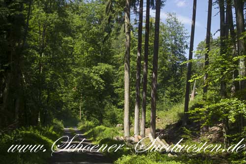 Auf gemütlichen Wanderwegen führt diese Wanderung durch den Stromberg.