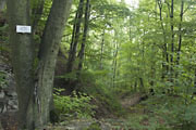 Eichenreicher Laubwald am Schreckstein