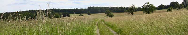 Schöne Odenwaldwanderung rund um Bullau. Naturpfade und naturnahe Forstwege führen durch einsame Wälder.